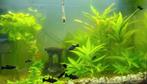 Gratis Black Molly's 9 stuks, Vis, Zoetwatervis, Schoolvis
