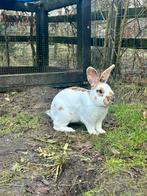 Rasechte rijnlander ram, Dieren en Toebehoren, Konijnen, Mannelijk, Middelgroot, 0 tot 2 jaar