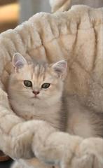 Schattige Britse Korthaar kittens op zoek naar een gezin, Dieren en Toebehoren, Katten en Kittens | Raskatten | Korthaar, Meerdere dieren