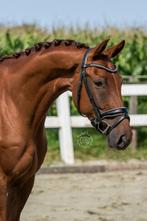 Knappe 5jarige merrie v. Kjento met gouden karakter!, Dieren en Toebehoren, Paarden, Merrie, Gechipt, Dressuurpaard, 3 tot 6 jaar