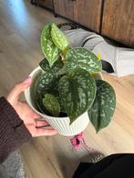 Scindapsus pictus, Huis en Inrichting, Kamerplanten, Ophalen, Halfschaduw, Minder dan 100 cm