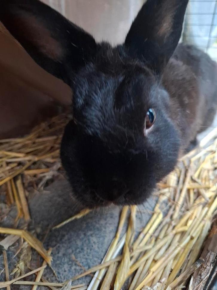 Mooie zwarte mannetjes konijn (ram), Dieren en Toebehoren, Konijnen, Klein, Mannelijk, 0 tot 2 jaar