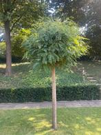 acacia boom 2x, Tuin en Terras, Planten | Bomen, Ophalen, Bolboom, 250 tot 400 cm