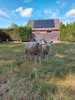 Schapen met ooilammeren, Dieren en Toebehoren, Schapen, Geiten en Varkens, Vrouwelijk, Schaap