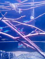 16 kardinaal Tetra en mix neon tetra groot groot, Ophalen of Verzenden