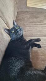 Pruttel zoekt een nieuw huisje, Dieren en Toebehoren, Katten en Kittens | Overige Katten, Poes, 3 tot 5 jaar