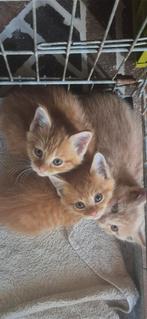 Kittens, over 2 wk nestverlaten. Europees/Siberische boskat, Meerdere dieren, Ontwormd