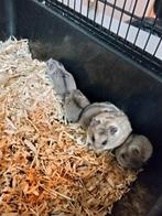 Chinese dwerghamsters, Dieren en Toebehoren, Knaagdieren, Hamster, Januari, Meerdere dieren, Tam