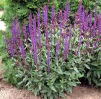Salvia Caradonna | Salie | Chemievrij | C2, Ophalen of Verzenden, Zomer, Overige soorten, Volle zon