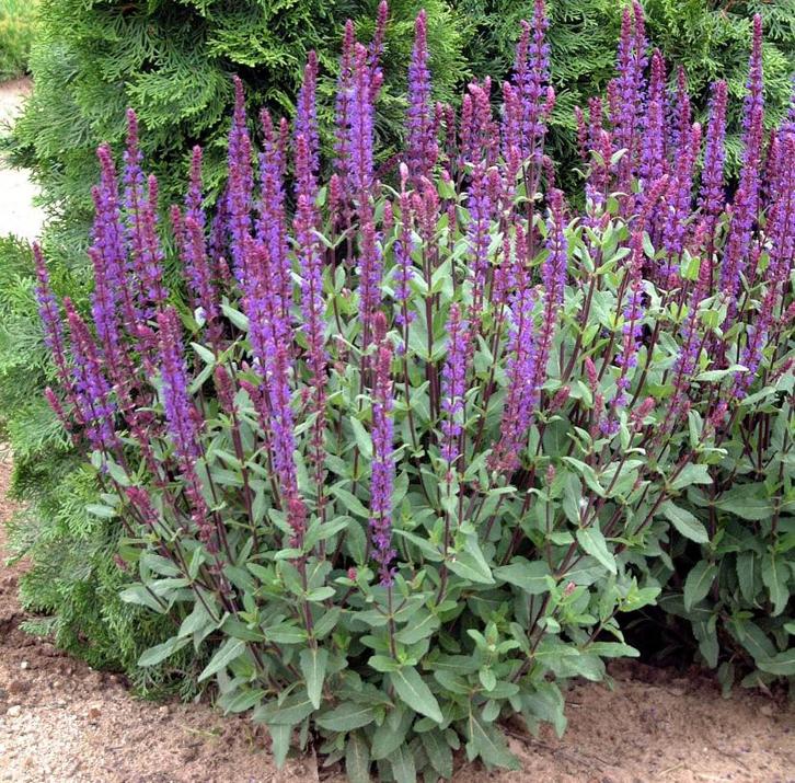 Salvia Caradonna | Salie | Chemievrij | C2, Tuin en Terras, Planten | Tuinplanten, Overige soorten, Volle zon, Zomer, Ophalen of Verzenden