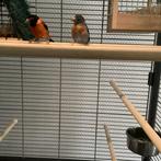 Te koop, Dieren en Toebehoren, Vogels | Overige Vogels, Meerdere dieren, Geringd