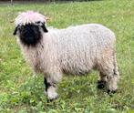 Walliser Schwarznase dekram ARR-ARR, Dieren en Toebehoren, Mannelijk, Schaap