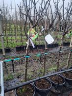 Hoogstam fruitbomen actie | appel | peer | pruim | kers, Lente, Halfschaduw, Appelboom, 250 tot 400 cm