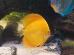 Albino Diamond Pearl Yellow Discus, Dieren en Toebehoren, Vissen | Aquariumvissen, Vis
