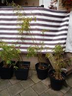 Vier stekken van niet woekerende bamboe incl. pot., Tuin en Terras, Ophalen, Bloeit niet, Overige soorten, Volle zon