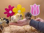 Brahma kuikens groot soort, hennetjes, gesekst en ingeënt, Dieren en Toebehoren, Pluimvee, Vrouwelijk, Kip