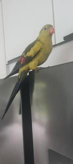 Een tam berg parkiet van een jaar oud ., Dieren en Toebehoren, Vogels | Parkieten en Papegaaien, Mannelijk, Parkiet, Tam