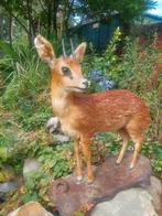 Steenbok antilope, Ophalen, Gebruikt, Opgezet dier