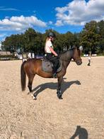 C pony met zadel, Dieren en Toebehoren, Merrie