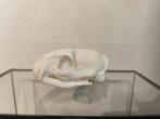 Egyptische mangoest schedel, Verzamelen, Dierenverzamelingen, Ophalen of Verzenden, Schedel