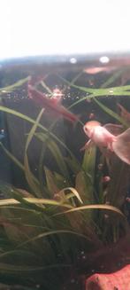 Vissen, Dieren en Toebehoren, Vissen | Aquariumvissen, Vis