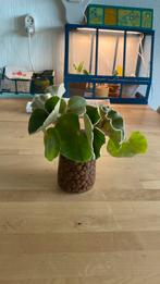 Begonia Venosa Stekken, Ophalen of Verzenden, Overige soorten, Minder dan 100 cm
