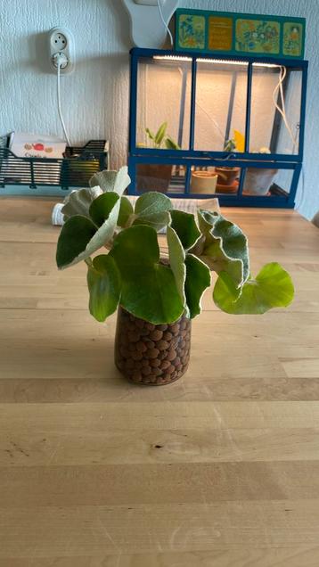 Begonia Venosa Stekken beschikbaar voor biedingen