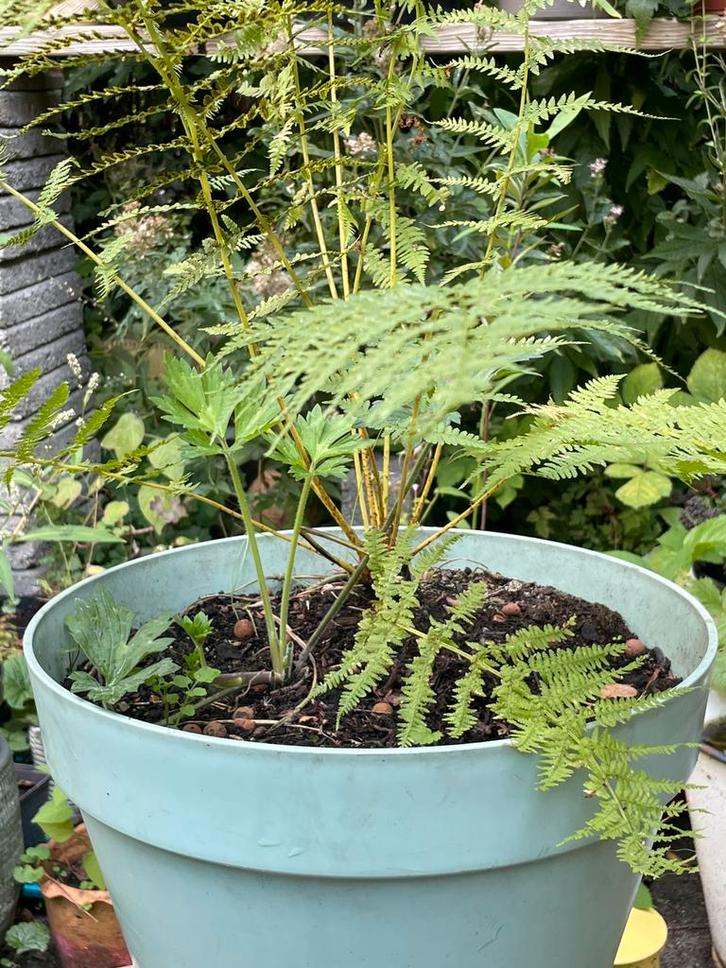 Boterbloem en varen in bloempot. Inheemse planten, Tuin en Terras, Planten | Tuinplanten, Overige soorten, Halfschaduw, Ophalen