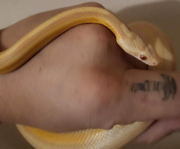 pantherophis guttatus/korenslang