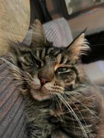 Lieve maine coon poes, Poes, Met stamboom