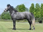 3 jarige connemara ruin, Dieren en Toebehoren, Pony's, Ruin, 3 tot 6 jaar, Onbeleerd, Recreatiepony