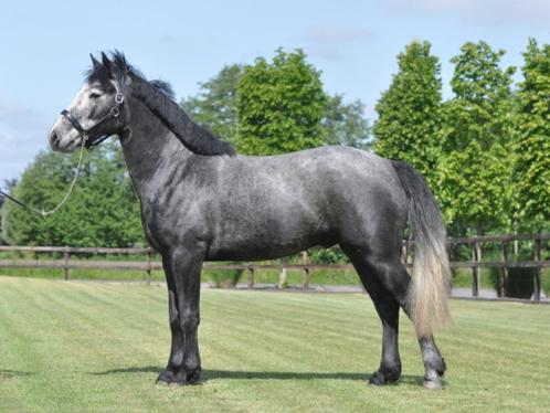 3 jarige connemara ruin, Dieren en Toebehoren, Pony's, Ruin, Onbeleerd, D pony (1.37m tot 1.48m), Recreatiepony, 3 tot 6 jaar