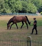 Project Springpaard met wedstrijd ervaring!, Dieren en Toebehoren, Paarden, Springpaard, Gechipt, Ruin, 170 tot 175 cm