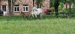 Merrie (fok / recreatie / sport )Durango vdl x Contendro II, Dieren en Toebehoren, Paarden, Merrie, Springpaard, Gechipt, Niet van toepassing