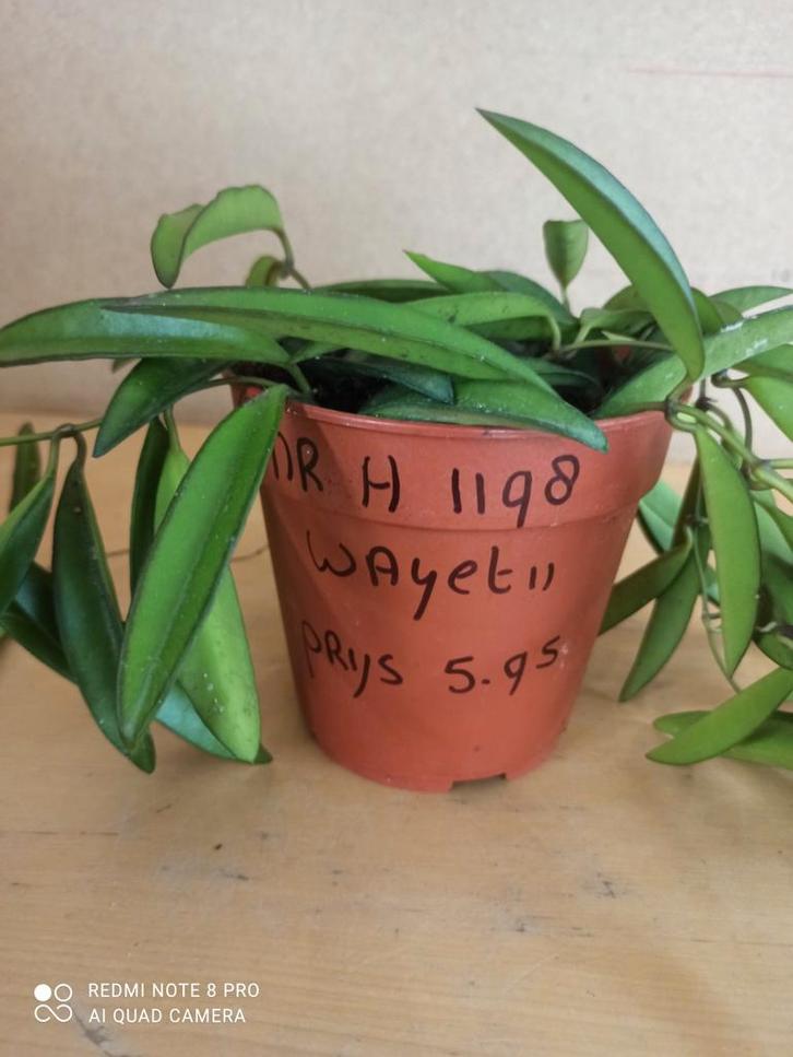 hoya Wayetii in gratis hangpot nummer H1198, Huis en Inrichting, Kamerplanten, Overige soorten, Minder dan 100 cm, Ophalen of Verzenden