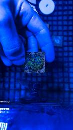 4 stekjes sterpoliep, Vis, Zoutwatervis