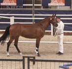 Superbrave, eerlijke stermerrie, Dieren en Toebehoren, Paarden, Merrie, Gechipt, Dressuurpaard, L