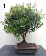 4 Myrtus Communis Microphylla Bonsai, Halfschaduw, Overige soorten, Minder dan 100 cm, Zomer