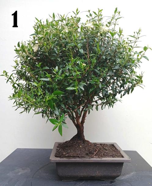4 Myrtus Communis Microphylla Bonsai, Tuin en Terras, Planten | Bomen, Overige soorten, Minder dan 100 cm, Halfschaduw, Zomer