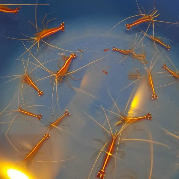 Poetsgarnaal (Lysmata Amboinensis) | Zeeaquarium Garnaal, Dieren en Toebehoren, Vissen | Aquaria en Toebehoren, Nieuw, Gevuld zeewateraquarium