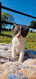 Ragdoll x Europese korthaar kittens ️ halve ragdolls, Dieren en Toebehoren, Katten en Kittens | Overige Katten