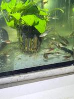 Endler Guppen, Dieren en Toebehoren, Vissen | Aquariumvissen, Zoetwatervis, Schoolvis, Vis