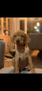 Vizsla pups, Parvo, Overige rassen, 8 tot 15 weken, Meerdere