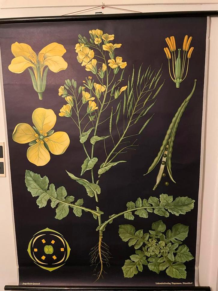Schoolplaat Koolzaad - Jung-Koch-Quentell, Antiek en Kunst, Antiek | Schoolplaten, Natuur en Biologie, Ophalen of Verzenden