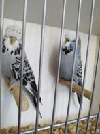 Grasparkieten, Dieren en Toebehoren, Meerdere dieren, Parkiet, Geringd