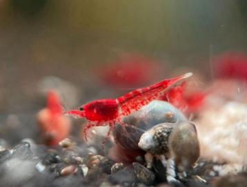 Vuurgarnalen | Neocaridina shrimps rood beschikbaar voor biedingen