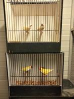 Te koop gele Gould Amadines uit buitenvoliere, Dieren en Toebehoren, Vogels | Overige Vogels, Meerdere dieren, Tropenvogel, Geringd