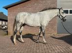 Paarden scheren / horse clipping