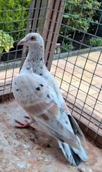 Kleurpostduiven 2 almonds, Dieren en Toebehoren, Vogels | Duiven, Geslacht onbekend, Postduif