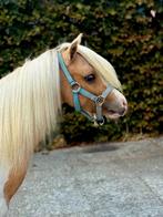 Nmprs hengsten te koop en een AMHA/NMPRS merrie te koop, Dieren en Toebehoren, Hengst, Niet van toepassing, A pony (tot 1.17m)